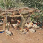 Hühnerstall_84075_226-1