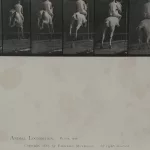 Eadweard Muybridge (1830 Kingston upon Thames - 1904 Kingston upon Thames)_Eadweard Muybridge (1830 Kingston upon Thames - 1904 Kingston upon Thames)_96389_189-4