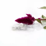 Cartier Ohrclips ca. 3,2 ct_Cartier Ohrclips ca. 3,2 ct_96391_46-8